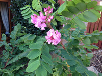 Rosa Locust Baum Samen einfache Aussaat