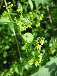 Grün Rubia Tinctorum Blumensamen zur Aussaat Garten beliebt Traditionssorte & ohne Gentechnik Samen Hausgarten