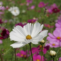 Gemischt Cosmos Blumensamen zur Aussaat Halbschatten verträglich Traditionssorte & ohne Gentechnik Samen Hausgarten