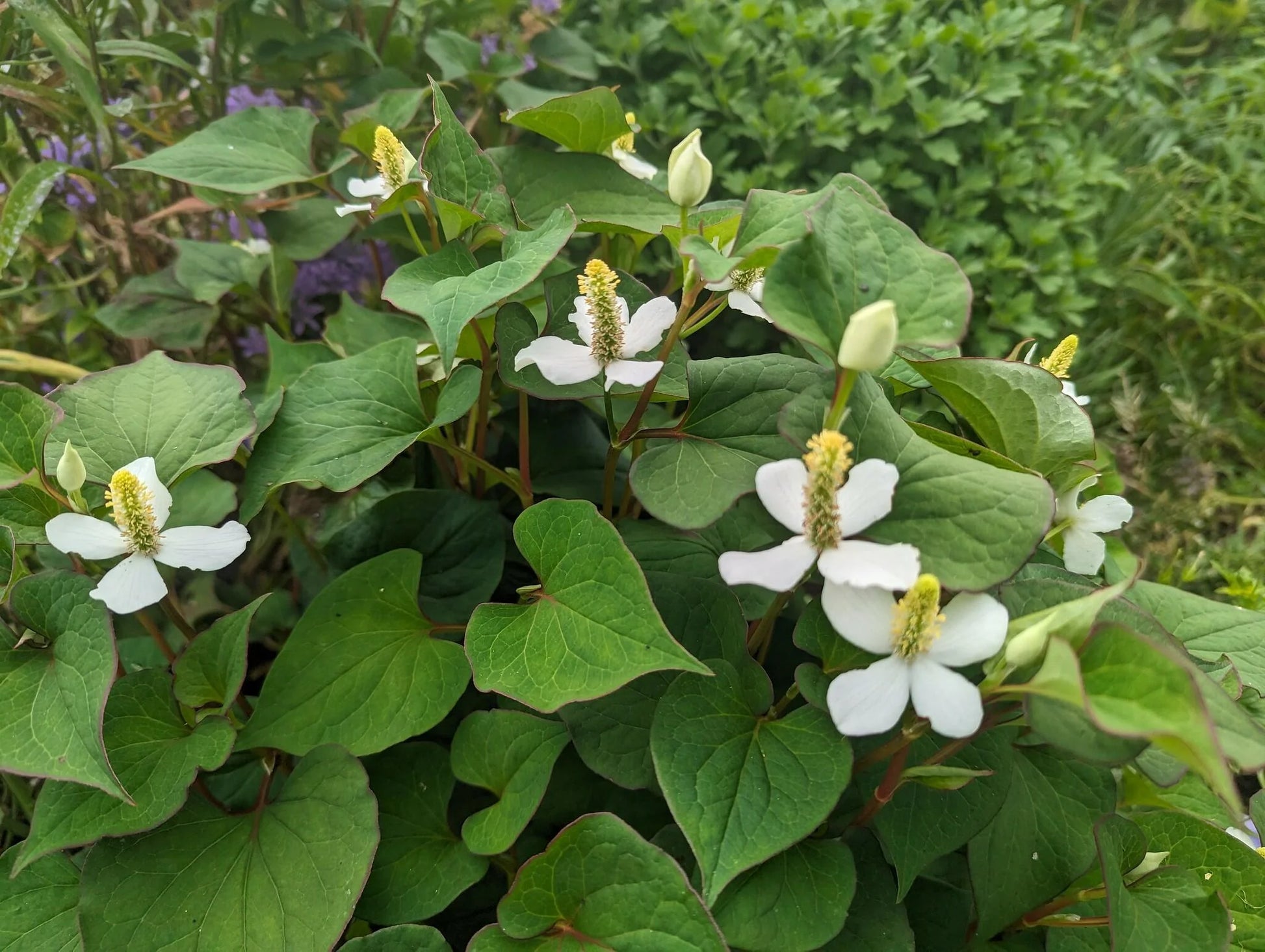 Houttuynia Blumensamen zur Aussaat ideal Rabatten Traditionssorte & ohne Gentechnik Samen Hausgarten