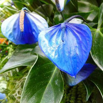 Flamingoblume Blumensamen zur Aussaat pflegeleicht Traditionssorte & ohne Gentechnik Samen Hausgarten