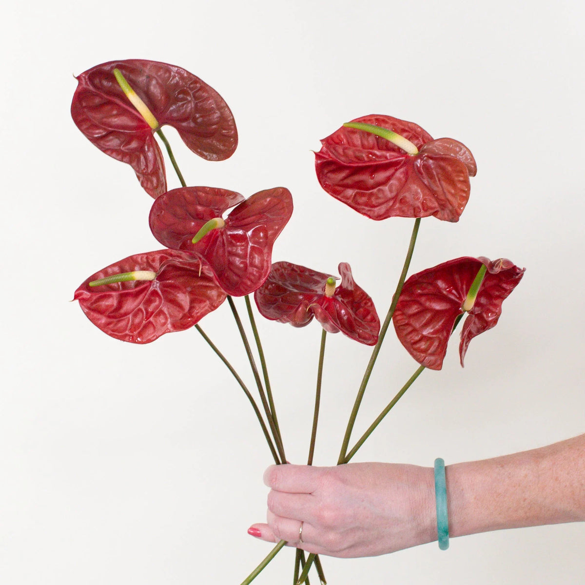 Maroon (maroon anthurium) samen for anpflanzung in home garten