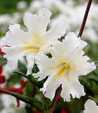 Weiß Mimulus Blumensamen zur Aussaat – Halbschatten verträglich – Traditionssorte & ohne Gentechnik Samen Hausgarten