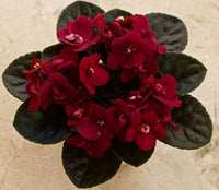 African violet rot blume samen for unique ground cover | exotic blooms