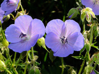 Traditionssorte Geranie Pratense Blumensamen zur Aussaat leuchtend Blüten Traditionssorte & ohne Gentechnik Samen Hausgarten