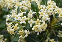 Pittosporum Tobira Blumensamen zur Aussaat – Schnitt Blume beliebt – Traditionssorte & ohne Gentechnik Samen Hausgarten