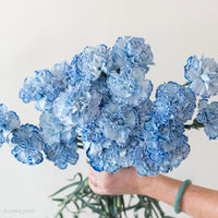 Weiß Blau Nelke Blumensamen zur Aussaat farbenfroh Schau Traditionssorte & ohne Gentechnik Samen Hausgarten