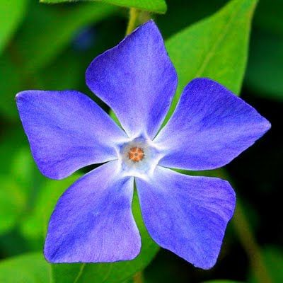 Blau Immergrün Blumensamen zur Aussaat ideal Rabatten Traditionssorte & ohne Gentechnik Samen Hausgarten