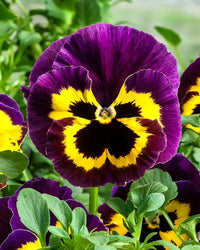 Jump Up Blumensamen zur Aussaat leuchtend Blüten Traditionssorte & ohne Gentechnik Samen Hausgarten