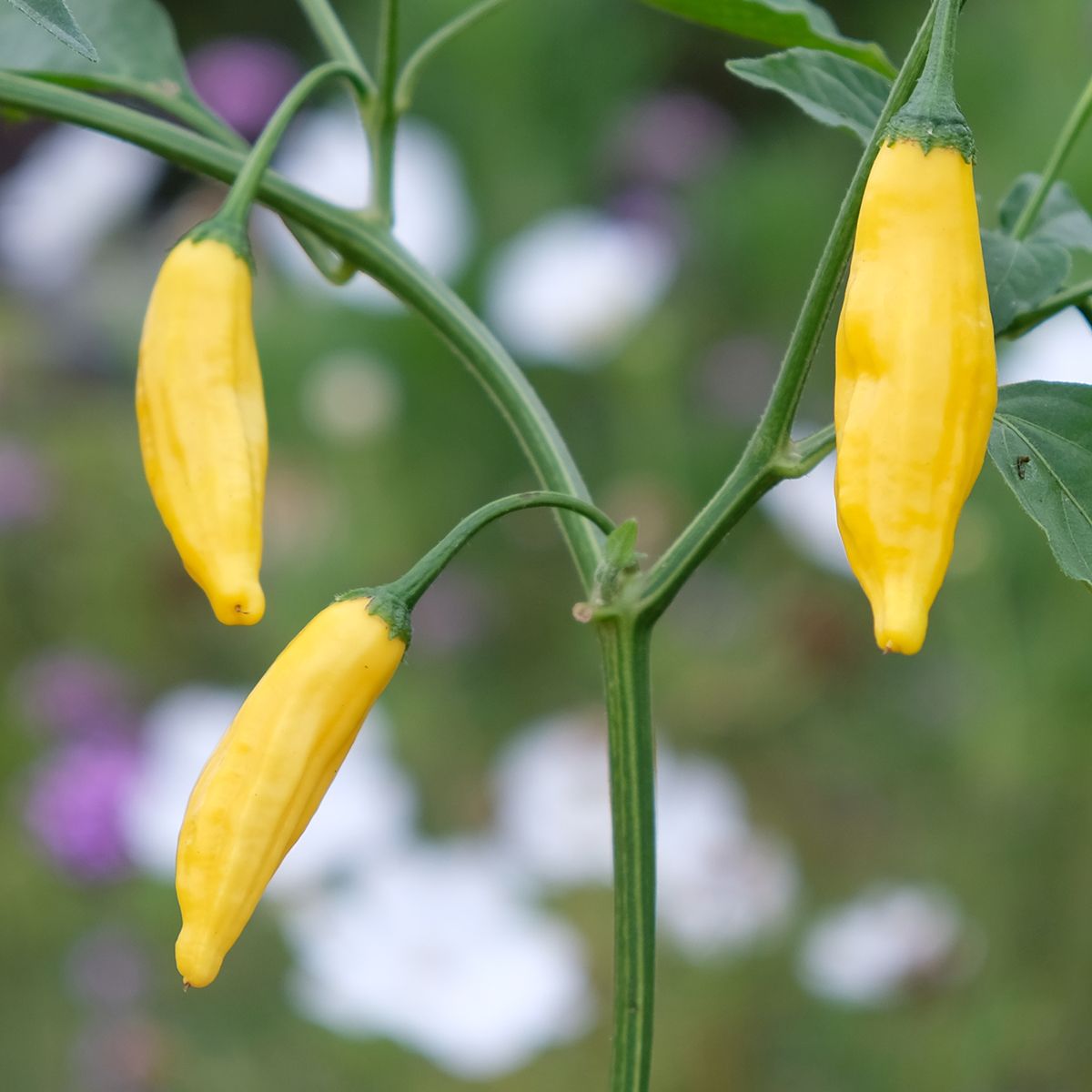 Hell Gelb Chili Gemüse Samen zum Pflanzen