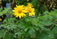 Tithonia (tithonia diversifolia) samen for anpflanzung in home garten
