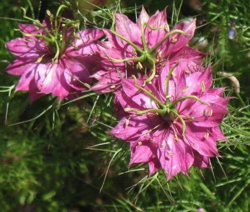 Rosa Nigella Damascena Blumensamen zur Aussaat – Wildblume Mischung – Traditionssorte & ohne Gentechnik Samen Hausgarten