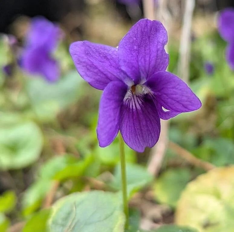 Veilchen Odorata Blumensamen zur Aussaat – leuchtend – Traditionssorte & ohne Gentechnik Samen Hausgarten