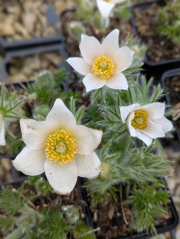 Weiß Pasque Blume Samen zur Aussaat elegant Weiß Blüten und üppig Garten Wuchs