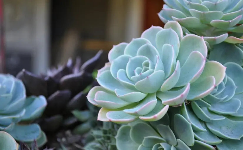 Himmelblau Echeveria Purpusorum Blumensamen zur Aussaat – saisonal Dauerblüher – Traditionssorte & ohne Gentechnik Samen Hausgarten