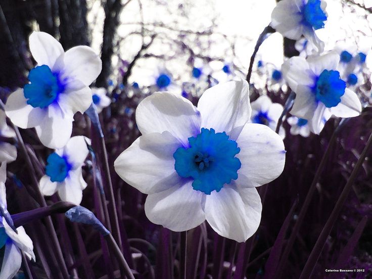 Blau Narzisse Blumensamen zur Aussaat leuchtend Traditionssorte & ohne Gentechnik Samen Hausgarten