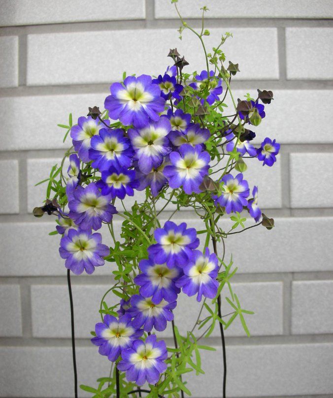 Blau Kapuzinerkresse Blumensamen Garten pflegeleicht Traditionssorte & ohne Gentechnik Samen Hausgarten