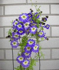 Blau Kapuzinerkresse Blumensamen Garten pflegeleicht Traditionssorte & ohne Gentechnik Samen Hausgarten