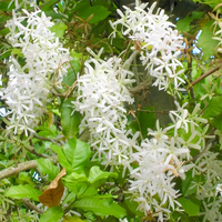 Weiß Succulent Blumensamen zur Aussaat