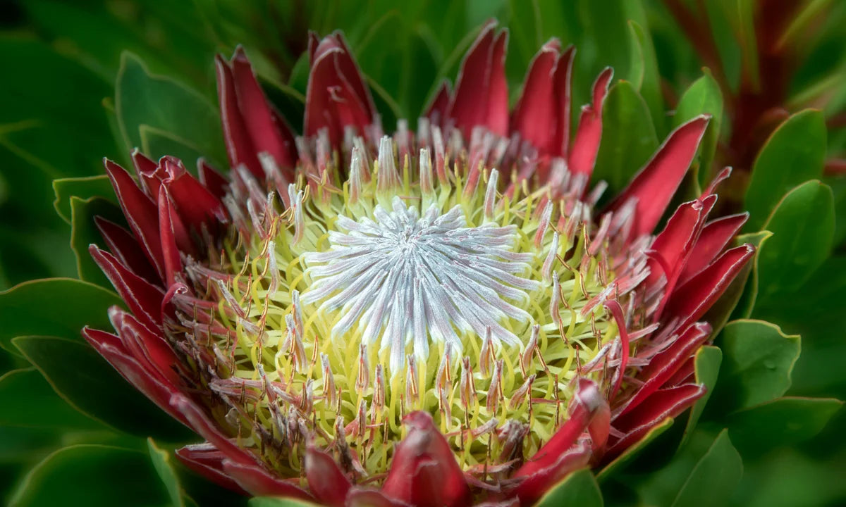 Protea Blume Samen zur Aussaat leuchtend Gärten