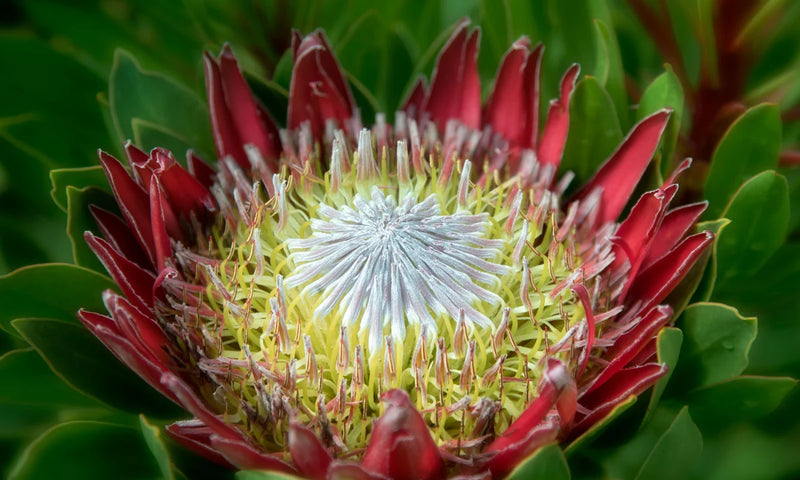Protea Blume Samen zur Aussaat leuchtend Gärten