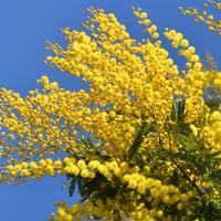 Acacia Baileyana Blumensamen zur Aussaat – Schnitt Blume beliebt – Traditionssorte & ohne Gentechnik Samen Hausgarten