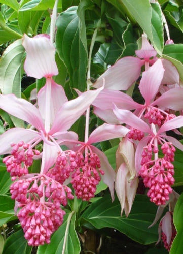 Medinilla Magnifica Samen exotisch Blume Aussaat