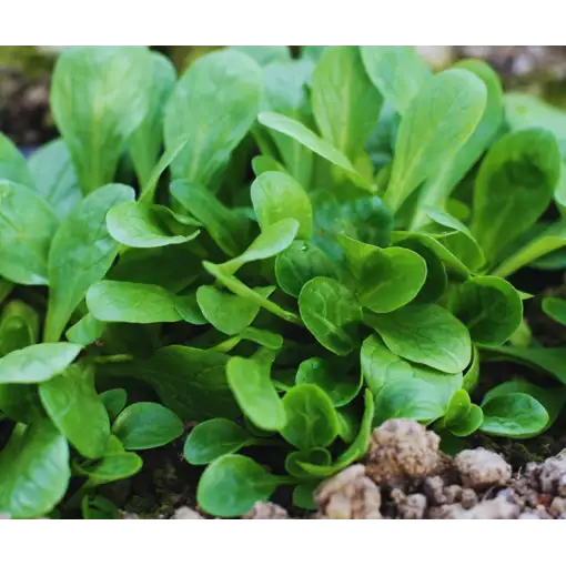 Lamb's Lettuce Gemüsesamen  Planting Made Simple