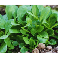 Lamb's Lettuce Gemüsesamen  Planting Made Simple