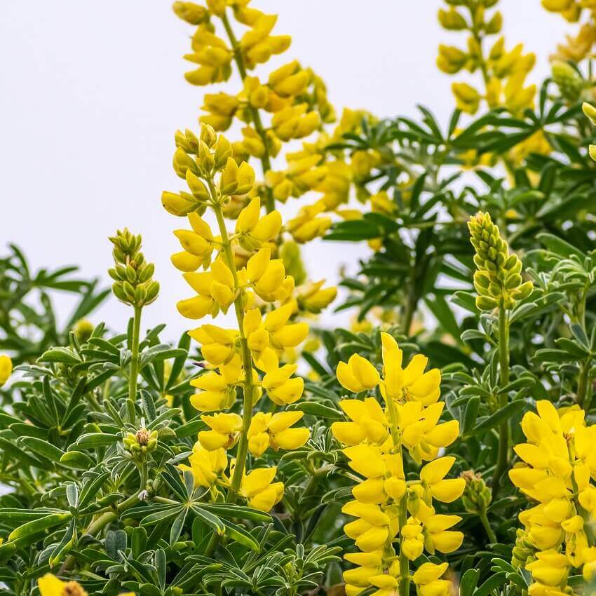 Gelb (gelb lupine) samen for anpflanzung in home garten