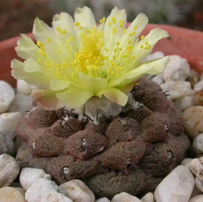 Copiapoa Blumensamen zur Aussaat Wildblume Mischung Traditionssorte & ohne Gentechnik Samen Hausgarten