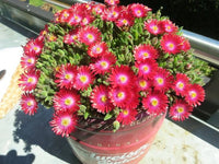 Delosperma Blumensamen zur Aussaat Bestäuber freundlich Traditionssorte & ohne Gentechnik Samen Hausgarten