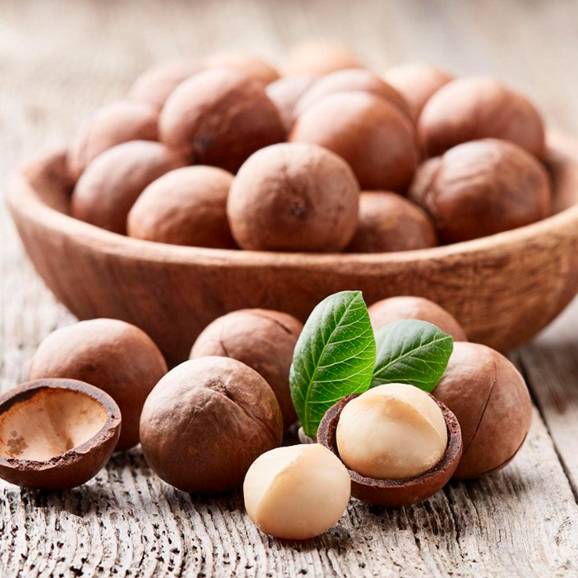 Macadamia-Nüsse-braune Schale Fruchtsamen für einfaches Anpflanzen