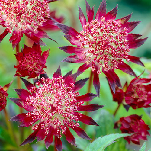 Astrantia Masterwort Lila Samen zur Aussaat
