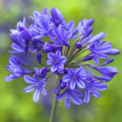 Violett Agapanthus Blumensamen zur Aussaat robust Sorte Traditionssorte & ohne Gentechnik Samen Hausgarten