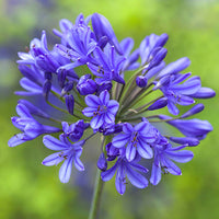 Violett Agapanthus Blumensamen zur Aussaat robust Sorte Traditionssorte & ohne Gentechnik Samen Hausgarten