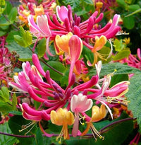 Honeysuckle Blumensamen zur Aussaat – lang Blüte Saison – Traditionssorte & ohne Gentechnik Samen Hausgarten