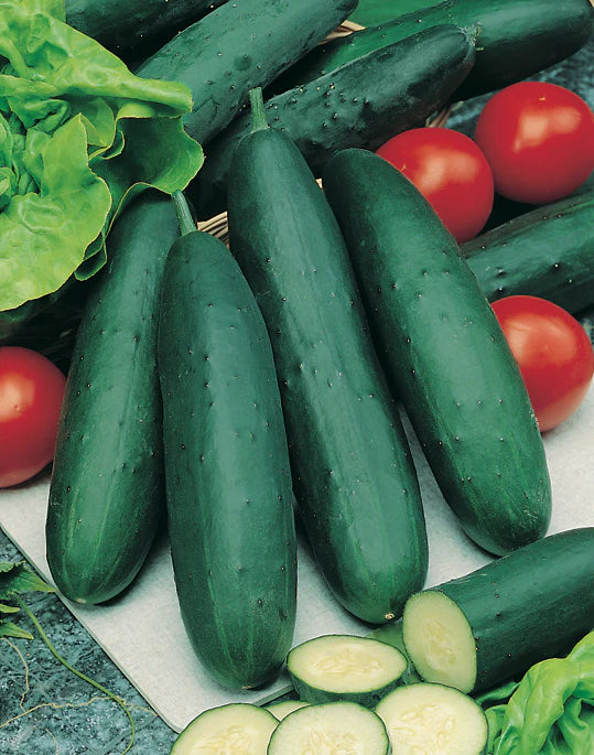 Dunkel Green Cucumber Samen zum Pflanzen - Premium Gemüsesamen