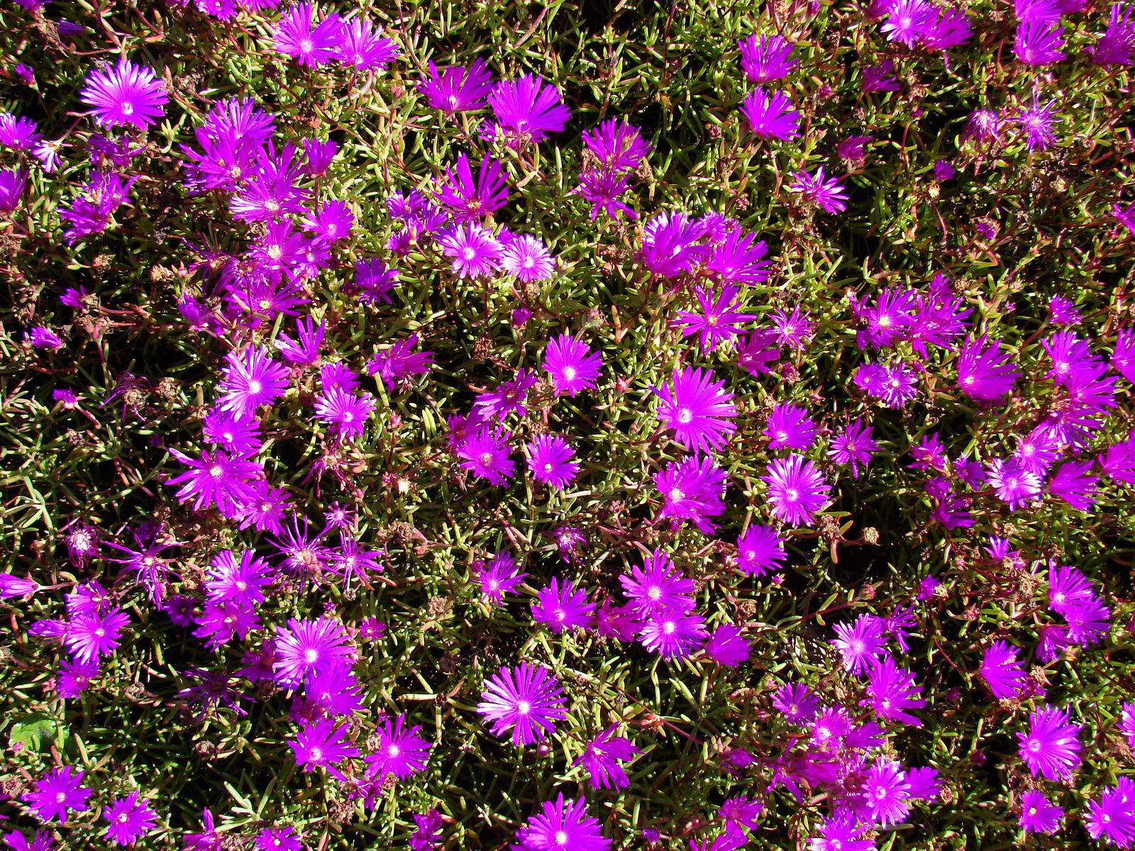 Lampranthus Maximiliana Blumensamen zur Aussaat sonnenliebend Traditionssorte & ohne Gentechnik Samen Hausgarten