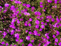 Lampranthus Maximiliana Blumensamen zur Aussaat sonnenliebend Traditionssorte & ohne Gentechnik Samen Hausgarten