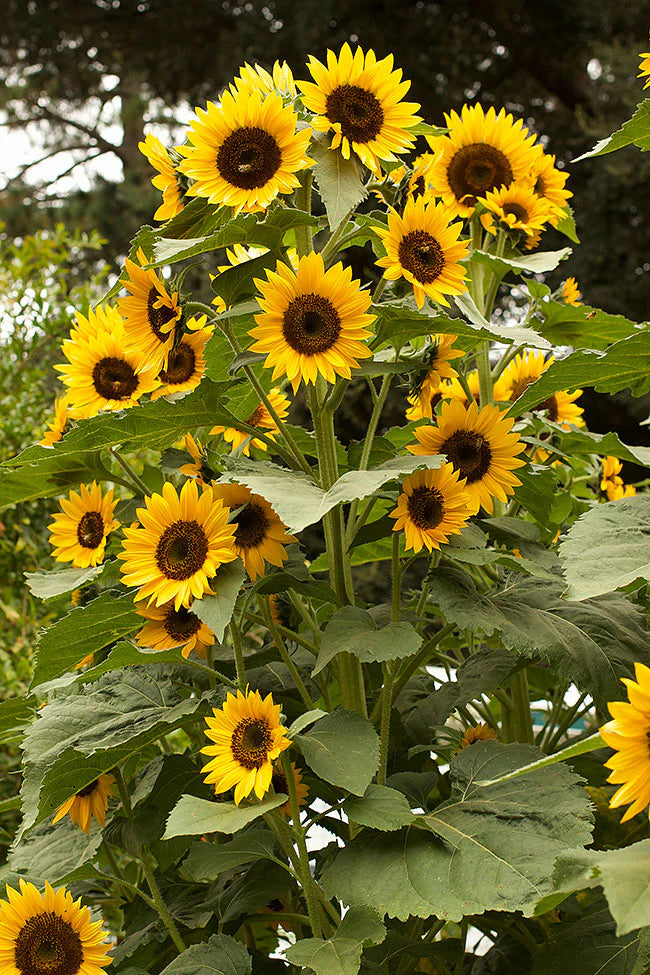 Gelb Sonnenblume Blumensamen zur Aussaat – duftend Blüten – Traditionssorte & ohne Gentechnik Samen Hausgarten