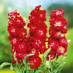 Rot Mini Levkoje Incana Blumensamen zur Aussaat Schnitt Blume beliebt Traditionssorte & ohne Gentechnik Samen Hausgarten
