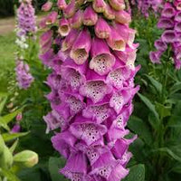 Rosa kletternd Foxglove Blumensamen zur Aussaat – Anzucht – Traditionssorte & ohne Gentechnik Samen Hausgarten