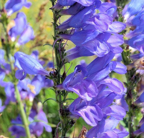 Blau Penstemon Blumensamen zur Aussaat – Bestäuber freundlich – Traditionssorte & ohne Gentechnik Samen Hausgarten