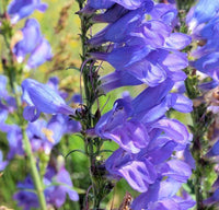 Blau Penstemon Blumensamen zur Aussaat – Bestäuber freundlich – Traditionssorte & ohne Gentechnik Samen Hausgarten
