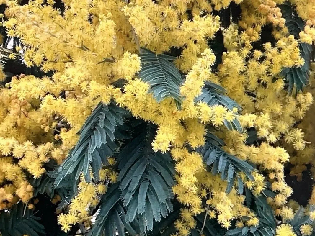 Acacia Baileyana Blumensamen zur Aussaat leuchtend Blüten Traditionssorte & ohne Gentechnik Samen Hausgarten