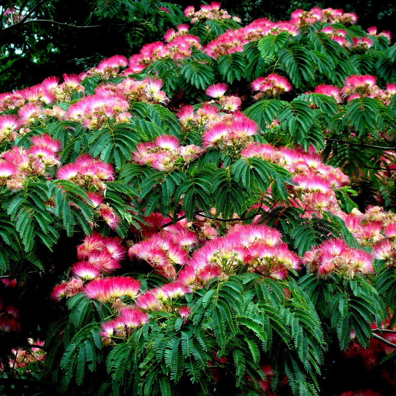 Perfume (perfume albizia) samen for anpflanzung in home garten