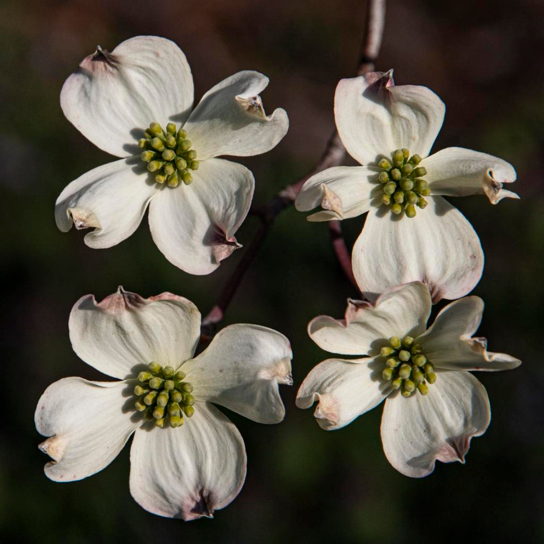 Cornus Blumensamen zur Aussaat pflegeleicht Traditionssorte & ohne Gentechnik Samen Hausgarten