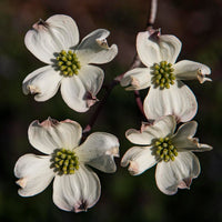Cornus Blumensamen zur Aussaat pflegeleicht Traditionssorte & ohne Gentechnik Samen Hausgarten