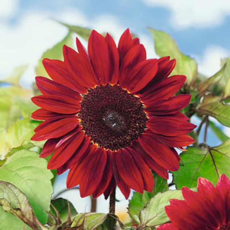 Rot Sonnenblume Samen zur Aussaat – leuchtend – Traditionssorte & ohne Gentechnik Samen Hausgarten